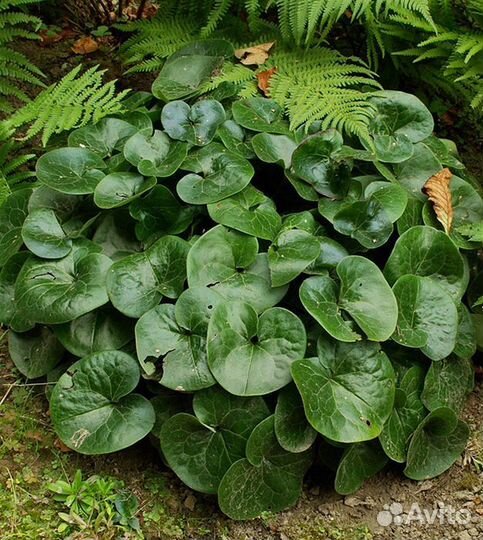 Вербейник монетчатый,живучка,копытень,гвоздика,ясн