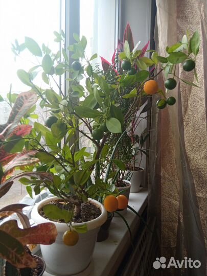 Каламондин