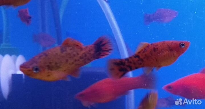 Аквариумные рыбки