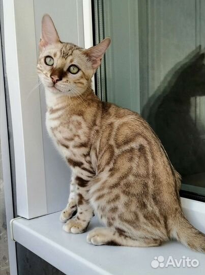 Бенгальский снежный мальчик mink