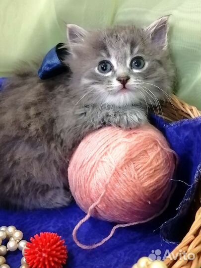 Кошка в дар