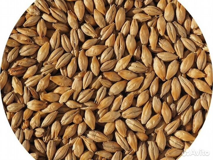 Солод ячменный неподжаренный Extra Pale Maris Ott