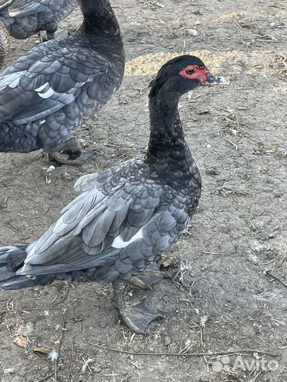 Лавандовые индоутки