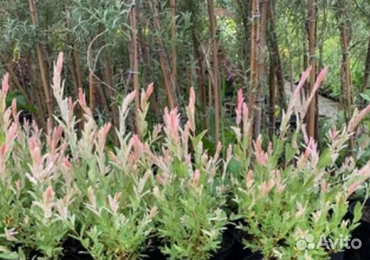 Ива цельнолистная 