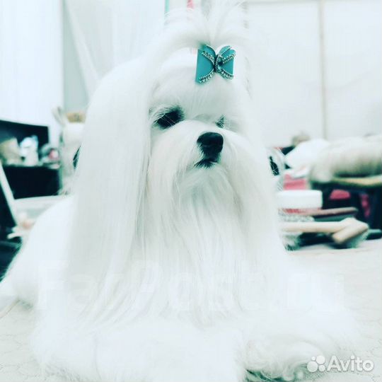 Болонки
