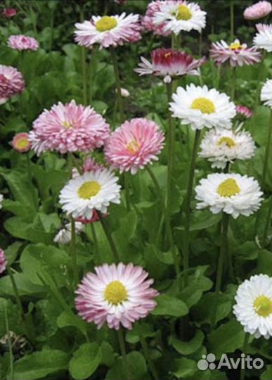 Маргаритки