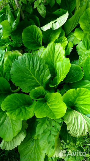 Марьин корень, Бадан почечный(монгольск. чай) и др