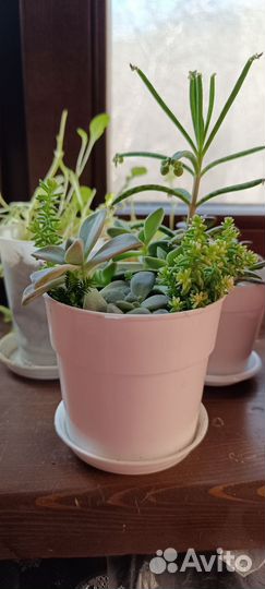 Садик из суккулентов