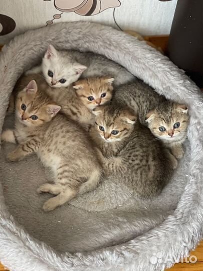 Шотландские котята