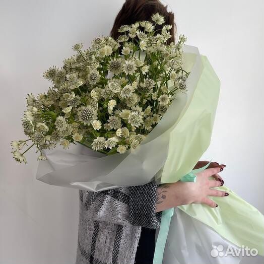 Астранция в упаковке