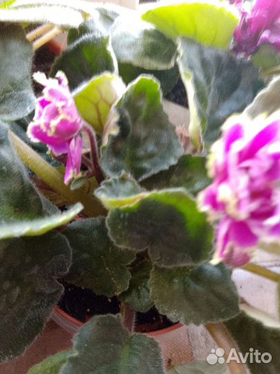 Фиалка листики сортовых