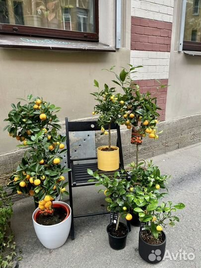Цитрусы. Лимон мандарин кумкват