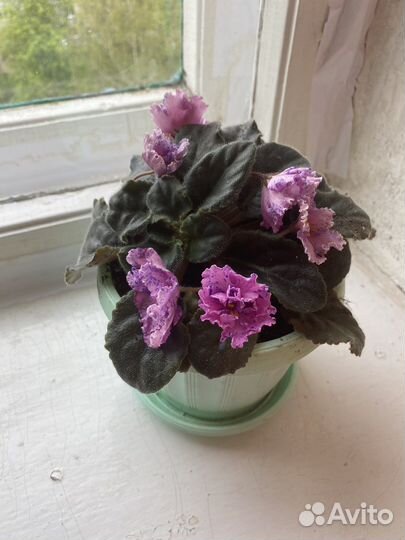 Фиалка в горшках