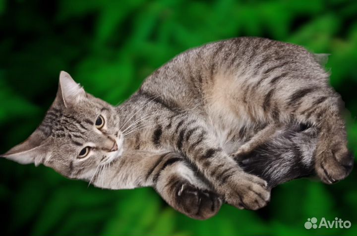 Кошка Натти Сати 1,2-1,5г (табби (шпротный) с чер