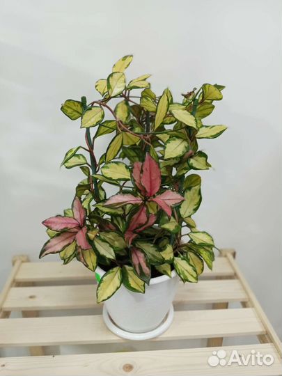 Комнатные растения цветы