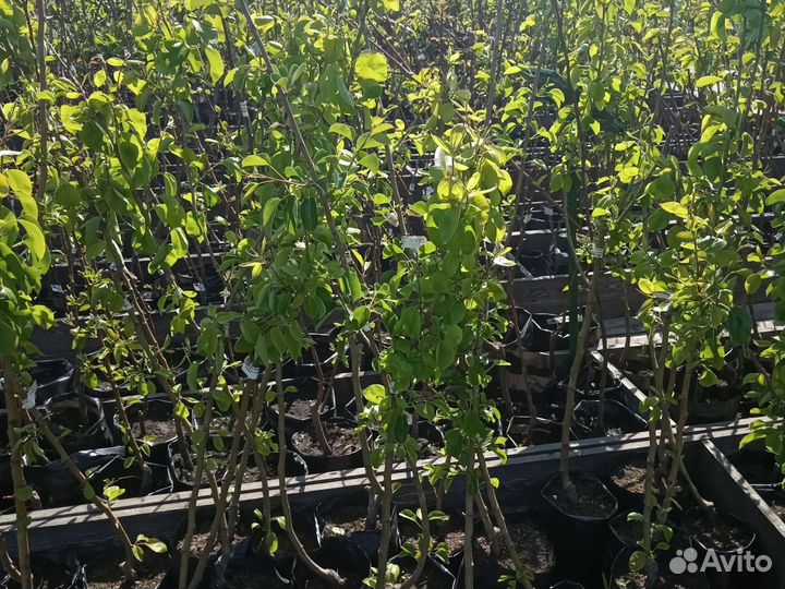 Саженцы Груши Лада для Лен.обл