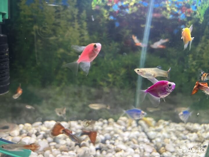Рыба в аквариум