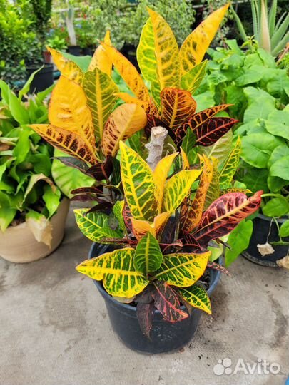 Кротон петра