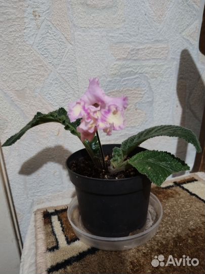 Стрептокарпус