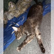 Взрослая кошка от частного владельца