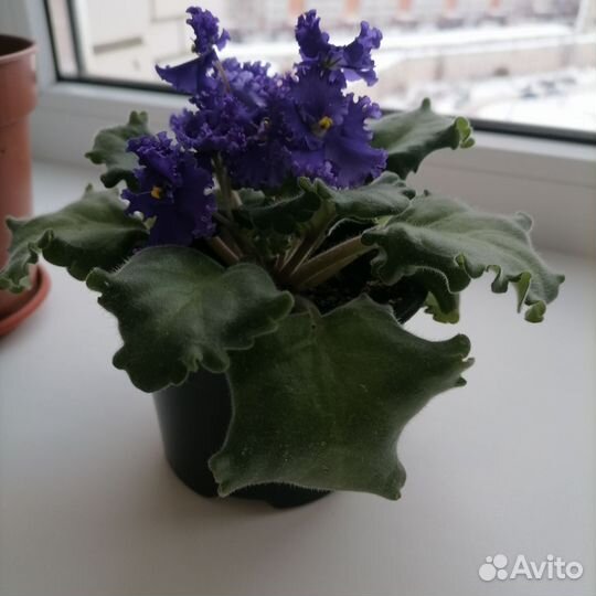 Сансевиерия, комнатные растения