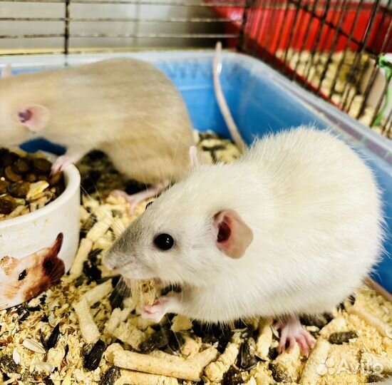 Крыса дамбо