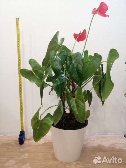 Антуриум крупный