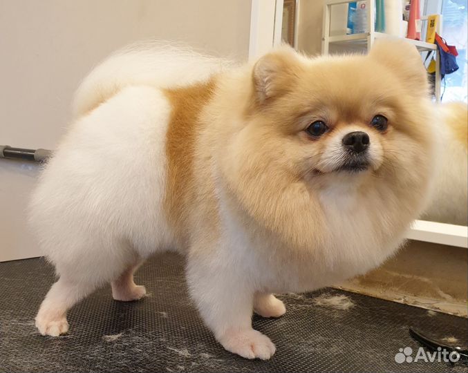 Грумер в салоне стрижка собак