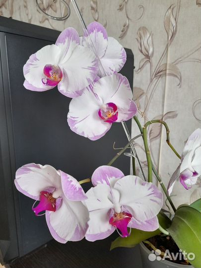 Детка орхидеи фаленопсис