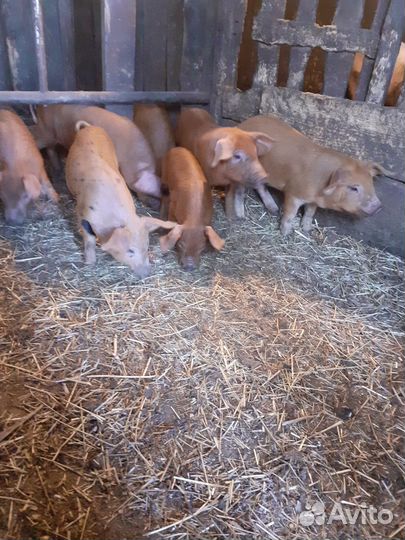 Продам поросята на племя