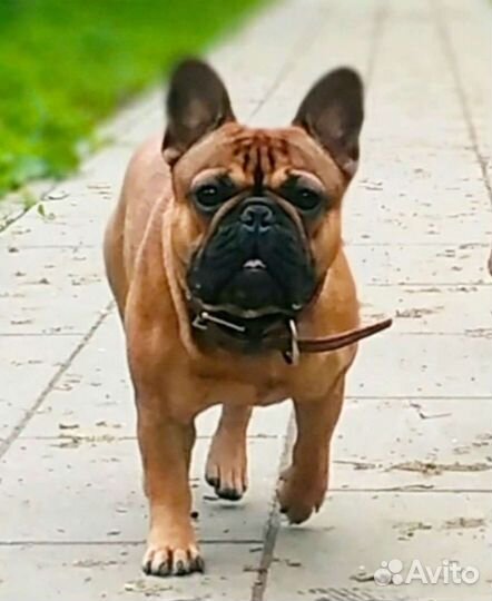 Кобель французского бульдога РКФ для вязки