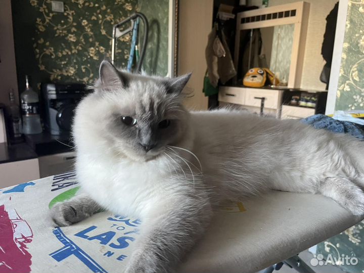 Ищем жениха