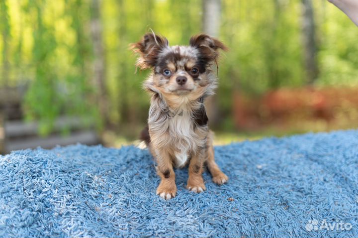 Вязка чихуахуа