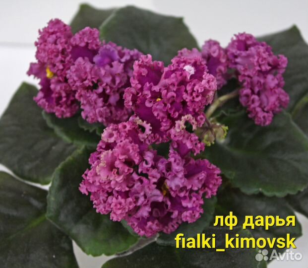 Фиалки