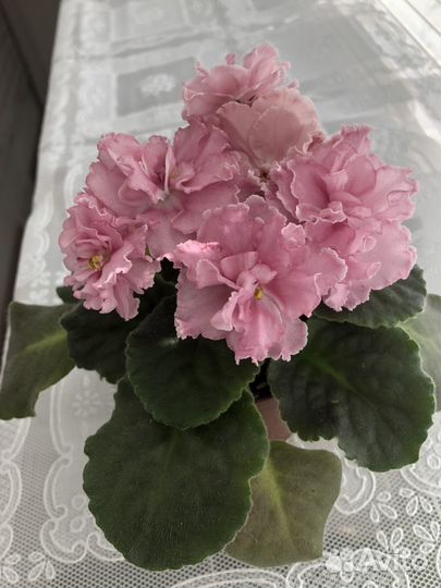 Фиалки сортовые,цветущие и детки