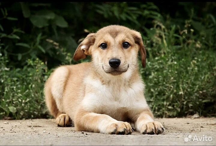 Щенок в добрые руки бесплатно