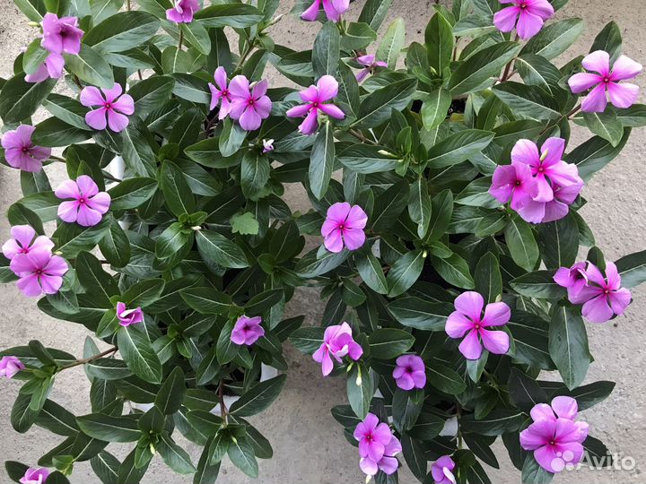 Катарантус