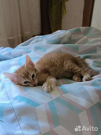 Отдам котенка в добрые руки