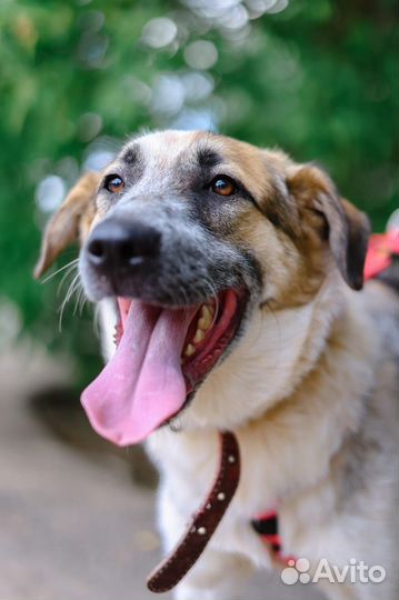 Собака в дар