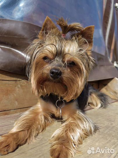 Йоркширский терьер вязка мальчик