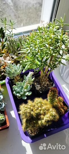 Крассулы (суккуленты)