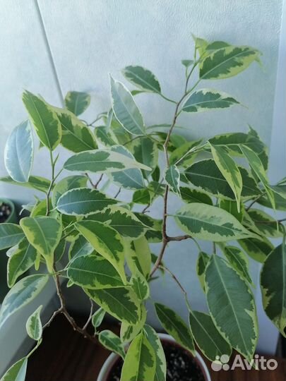 Опунция мелковолосистая. Фикус Бенджамина