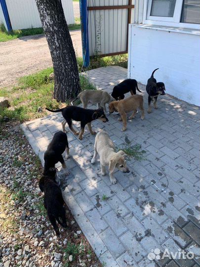 Собаки щенки