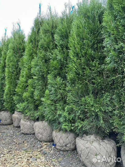 Туя западная Смарагд с доставкой