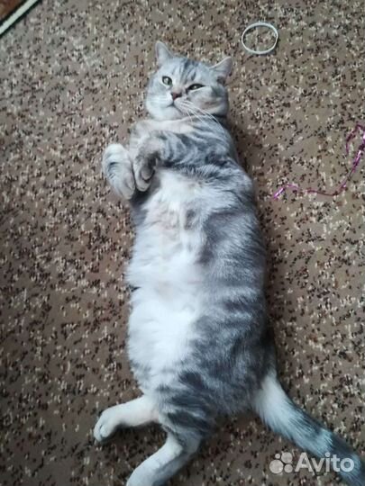 Шотландский кот