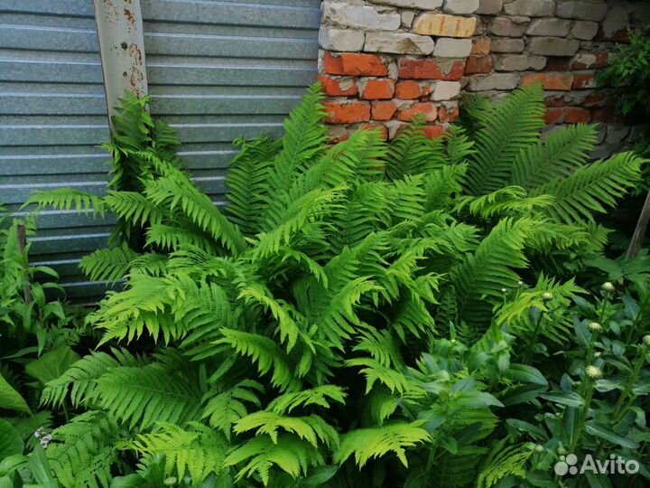 Папоротник