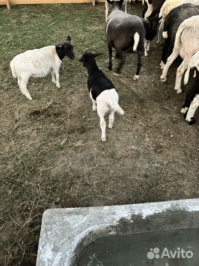 Овцы бараны ягнята дорпер