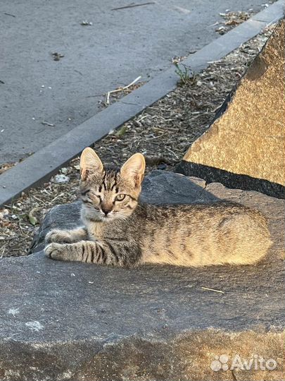 Замечательный котёнок