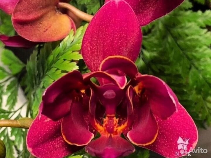 Орхидея фаленопсис
