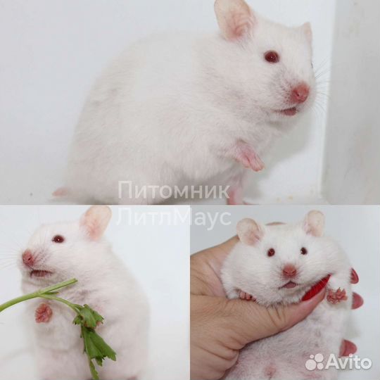 Питомник сирийских хомяков